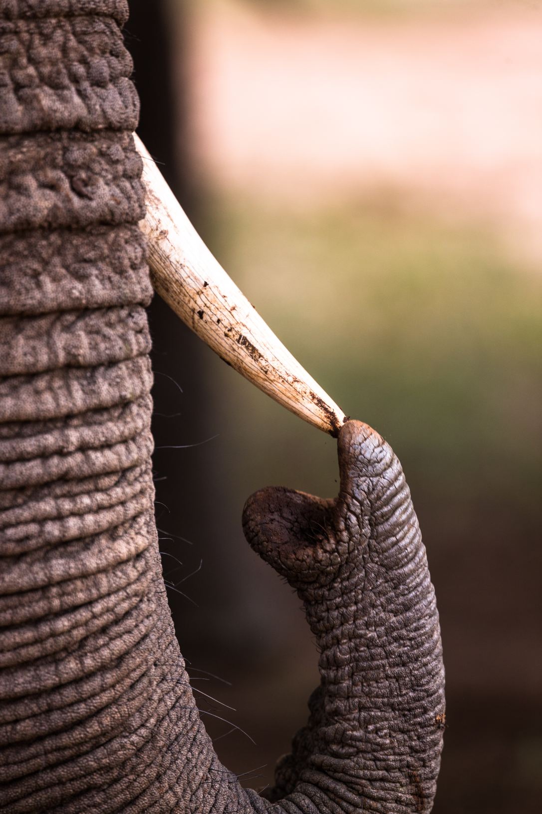 elephant tusk.jpg